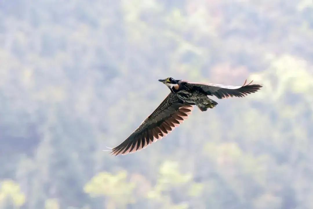 海南虎斑鳽.jpg